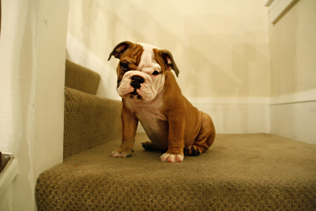 cute bulldog puppy sitting on the stairs inside a 2021 09 04 13 45 11 utc