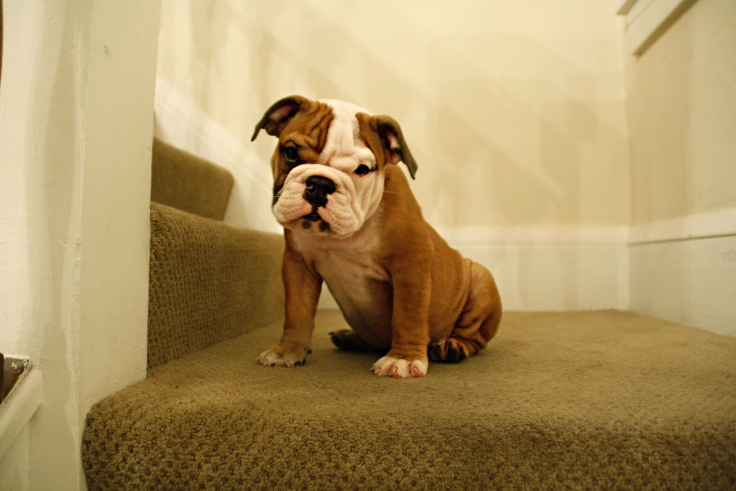 cute-bulldog-puppy-sitting-on-the-stairs-inside