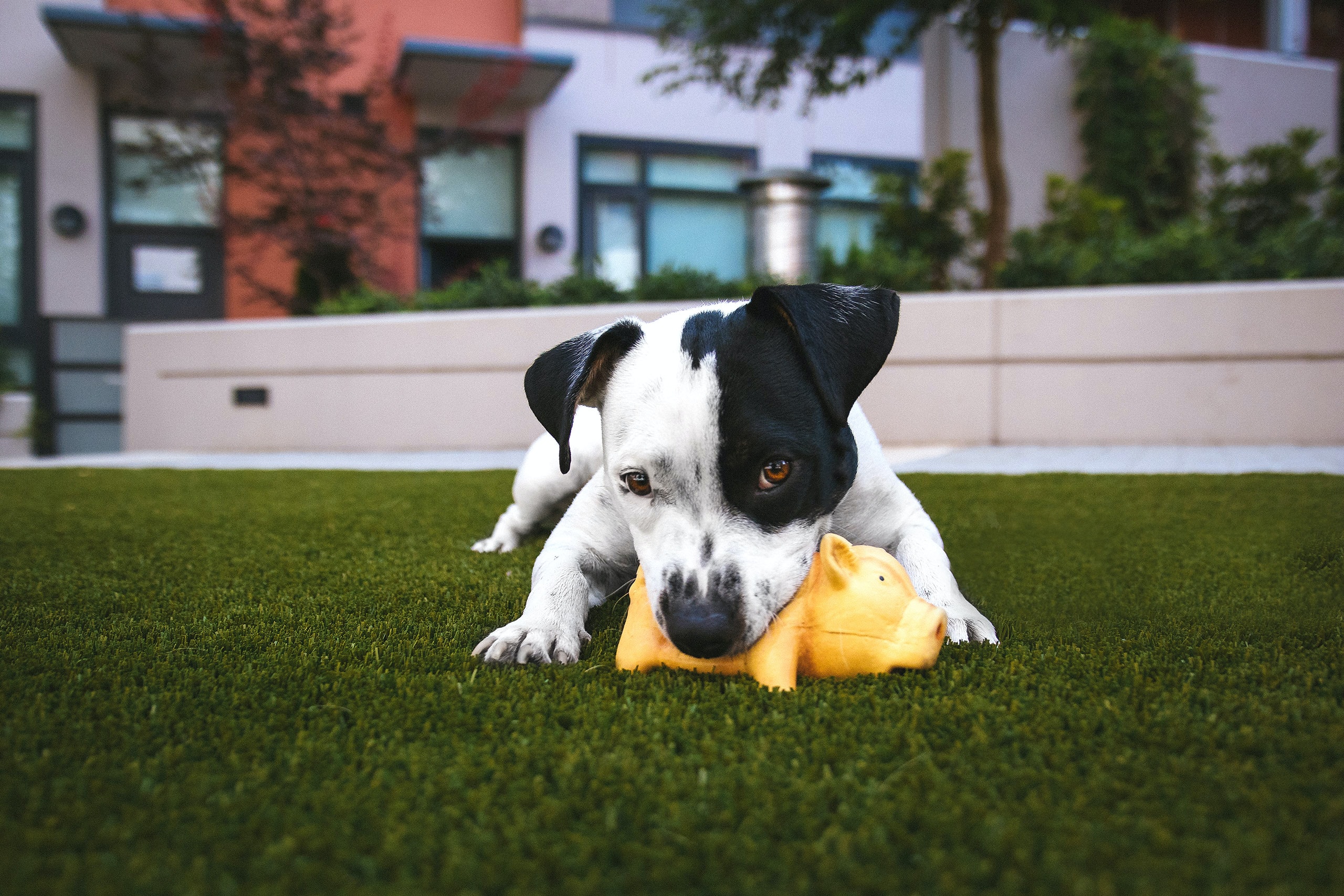 dog on artificial grass