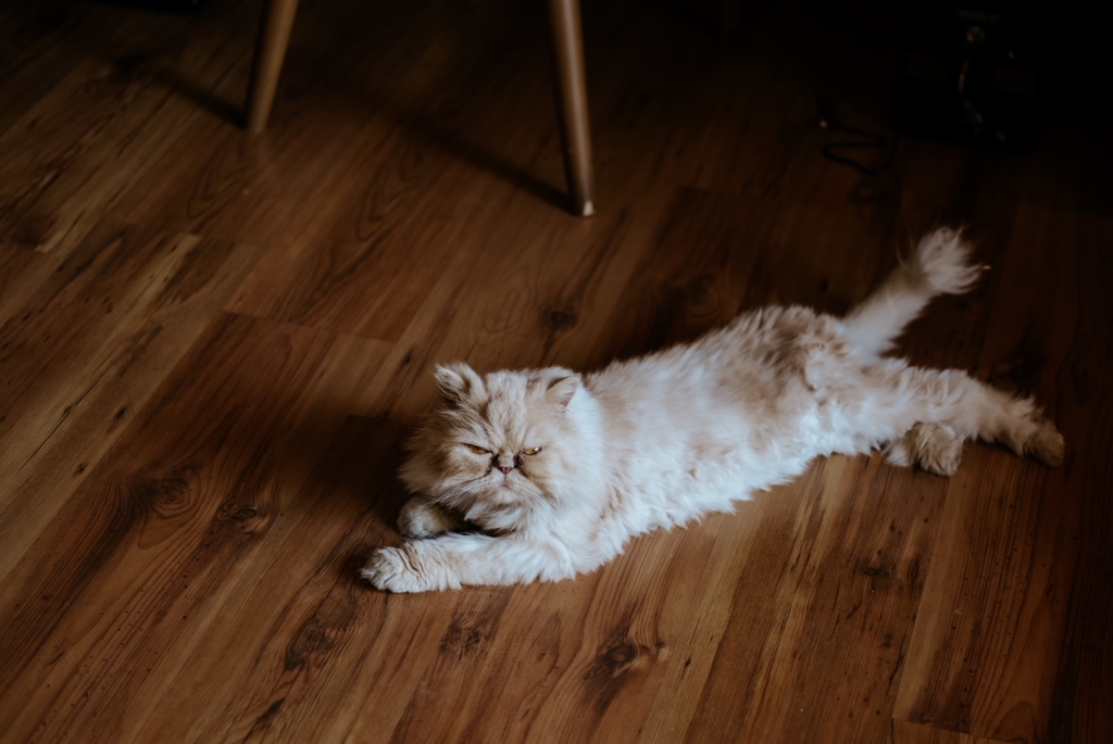 cat on flooring