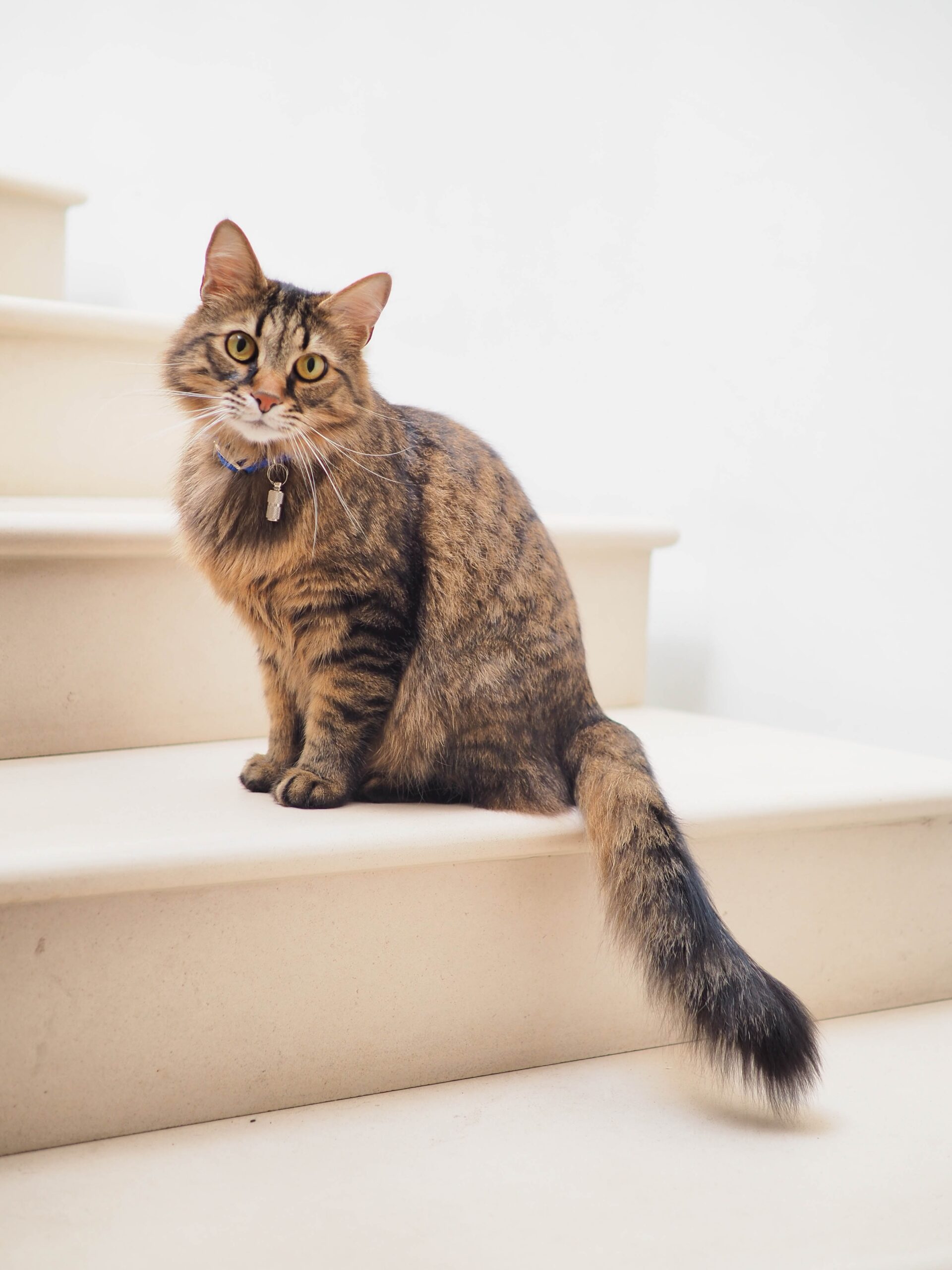 cat sat on the stairs