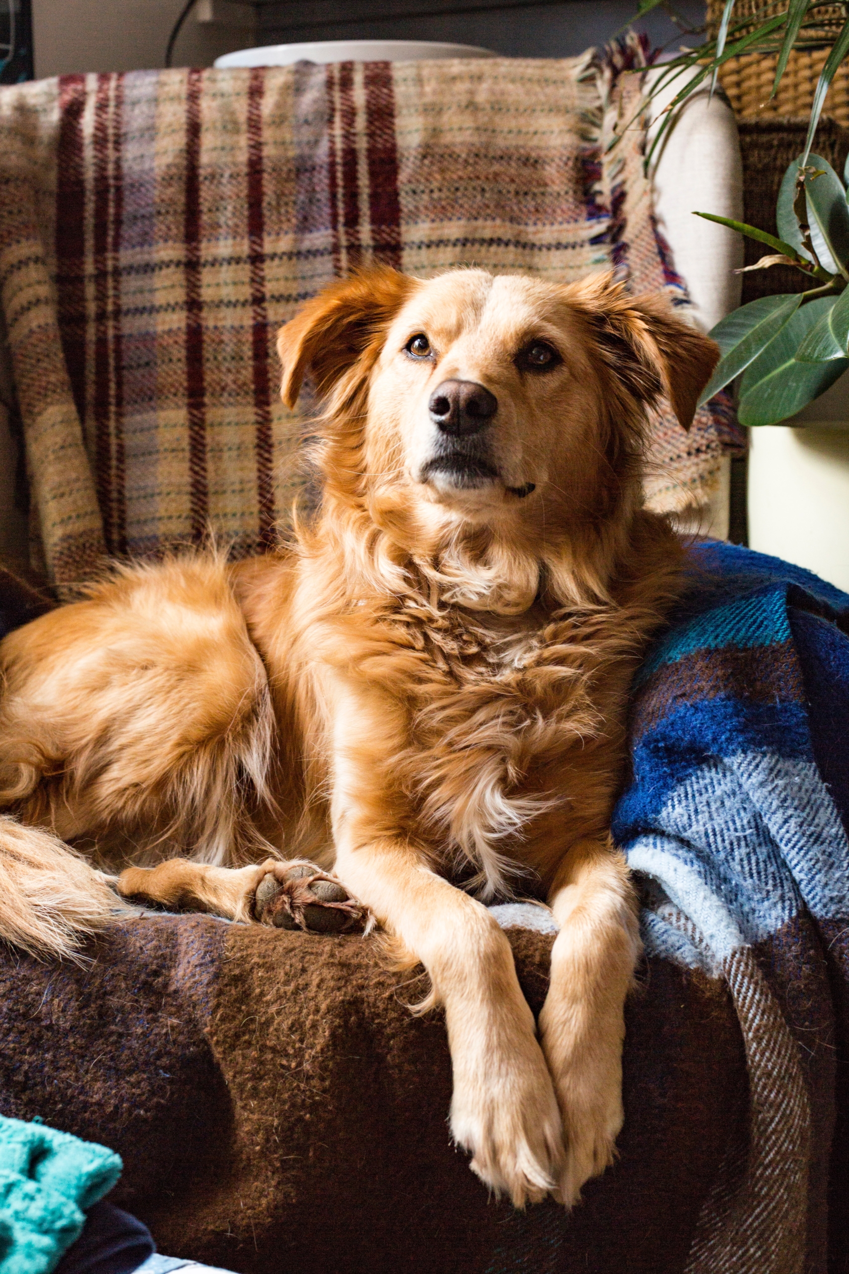 dog sat in armchair